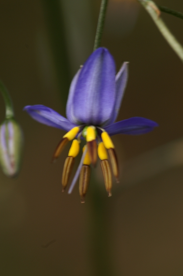Dianella revoluta